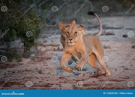 Two Lionesses Giving Chase Duing A Hunt Stock Photo Image Of Color