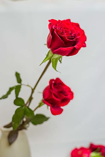Gambar Sejambak Bunga Mawar Merah Yang Cantik Latar Belakang Sejambak