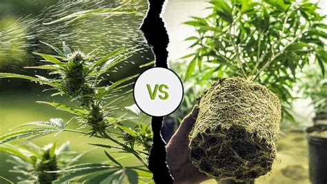 Wheres A Better Environment To Grow Cannabis Indoors Vs Outdoors Weed