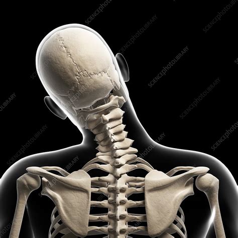 Maybe you would like to learn more about one of these? Human skull and neck bones, artwork - Stock Image - F010 ...
