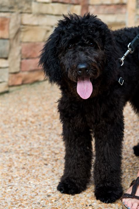 We check you out just like you checked us out! Goldendoodle! I would take a black one if they looked like ...