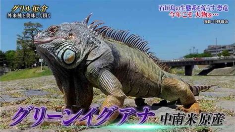 詞ほんとペドアニメーションってしか聞こえなくてすこ かわいい もっとやれ lol ほほ^～ あっla. イグアナを食べた『グリル厄介』に物議 またしても ...