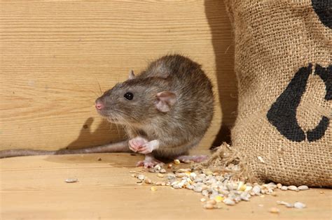 How To Get Rid Of Rats Fast And Permanently The Ultimate Guide 2023