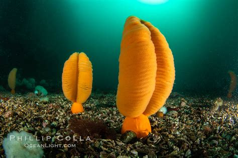 Fleshy Sea Pen Ptilosarcus Gurneyi Vancouver Island British Columbia