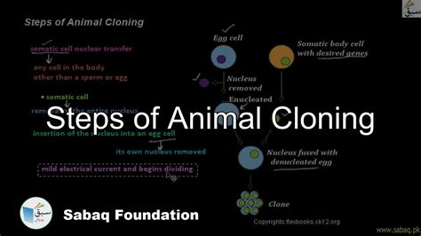 Steps Of Animal Cloning Biology Lecture Sabaqpk Youtube