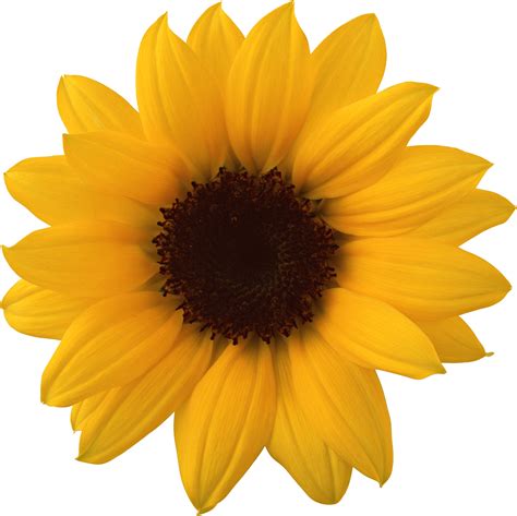 Sunflower Png Transparent Image Download Size 2003x1999px