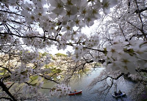 The credit union cherry blossom believes in inclusion, respect, and tolerance. Cherry blossoms reach full bloom in Tokyo - Chicago Tribune