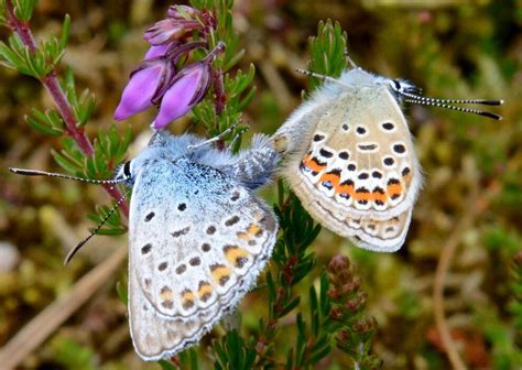 Prees Reserves Silver Studded Blue Bucks The Butterfly Trend