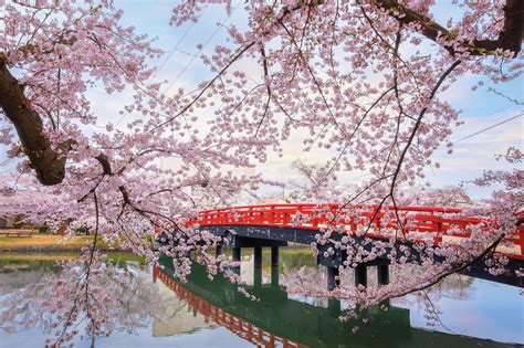 Cherry Blossoms 2021 The Best Places To See Sakura In Tokyo Time Out