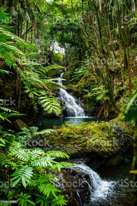 Lush Jungle With Waterfalls Stock Photo Download Image Now