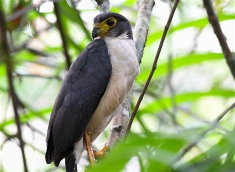 Slaty Backed Forest Falcon Micrastur Mirandollei · Inaturalist