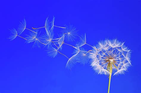 Dandelion Seeds In The Wind Against A By Sunnybeach