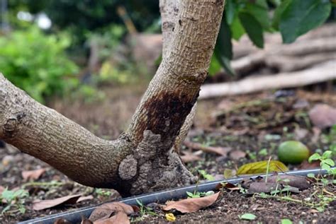 5 Common Avocado Tree Diseases Minneopa Orchards
