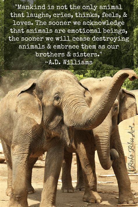 Elephant Quotes About Love At Quotes