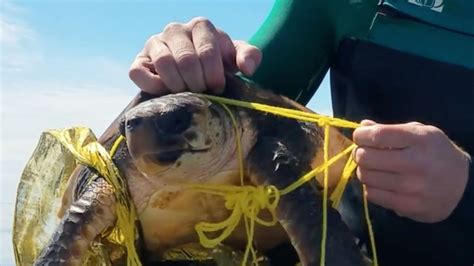 Tortugas Marinas Especie En Peligro De Extinción Fundación Unam