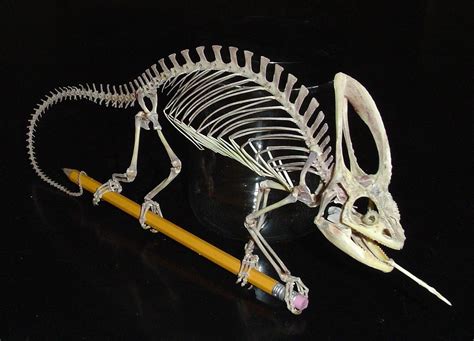 Skeleton Of A Veiled Chameleon Credit Steve Huskey From Science