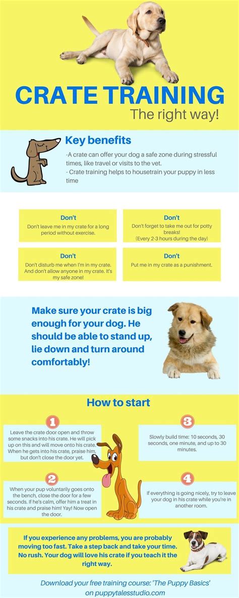 Ilovecarrotcakes 9 mo golden sharknado. Dog Training 101: Crate training, the right way! Teach ...