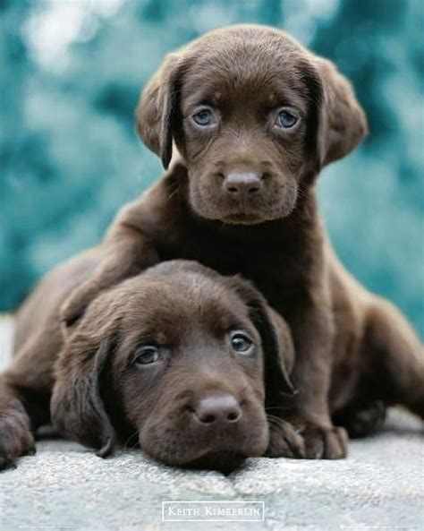 The father is silver and the mother chocolate, making the puppies chocolate with the silver factor gene. Keith Kimberlin : Choc Labs - Mini Poster 40cm x 50cm (new ...