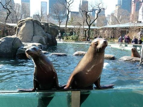 Tickets And Tours Central Park Zoo New York City Viator