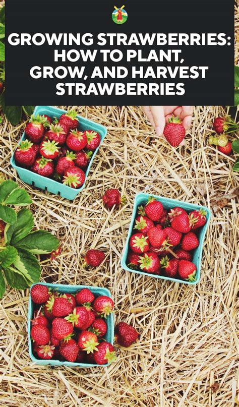 Growing Strawberries How To Plant Grow And Harvest Strawberries