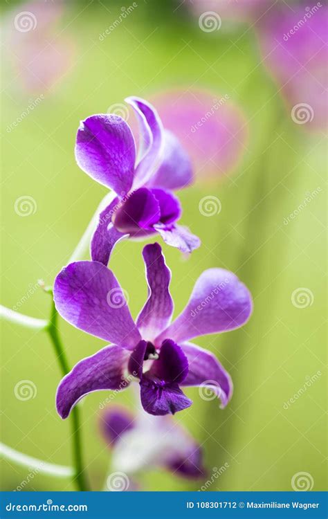 Close Up Of Lilac Orchid Flower In Garden Diffused Background Stock