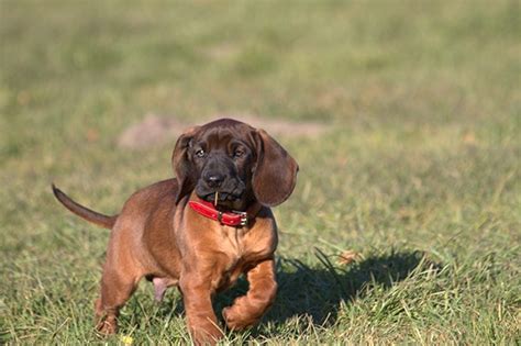 Bayerischer gebirgsschweißhund (2) beagle (5) beauceron (2) bedlington terrier (1) belgischer schäferhund (11) berner sennenhund (10) bernhardiner (3) bichon frisé (9) biewer yorkshire terrier (6) black and tan coonhound (4) bloodhound (1) bobtail (1) boerboel (2) bolonka zwetna (10) bordeauxdogge (1) border collie (15) border terrier (2. max jr. Bayerischer Gebirgsschweisshund | Bayerischer ...
