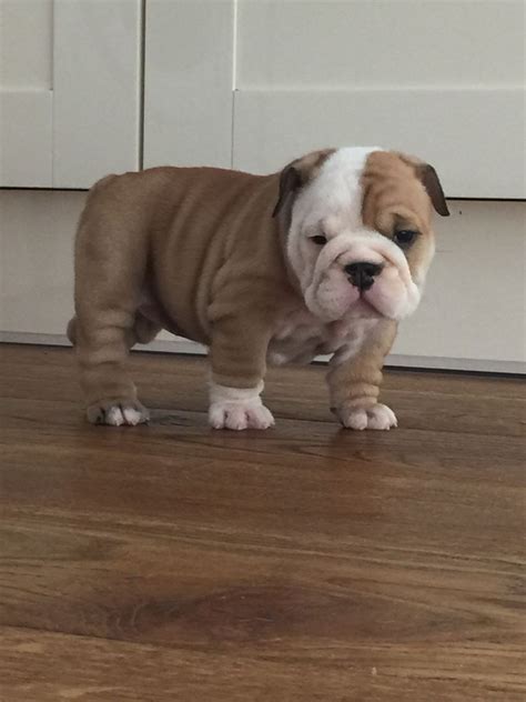 This is a popular breed with a long history. English Bulldog Puppies For Sale | Columbus, OH #279584