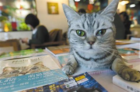 从古埃及到今天，猫是如何一步步占领书店的？ 每日头条