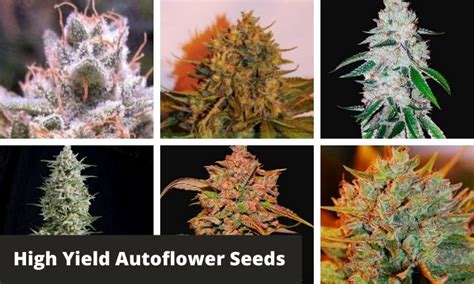 Top 10 Highest Yielding Autoflowering Cannabis Strains Greenbudguru