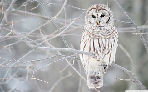 White Owl Wallpapers Hd Wallpapers Id 9046
