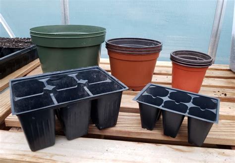 Potting Up Seedlings What Why When And How ~ Homestead And Chill