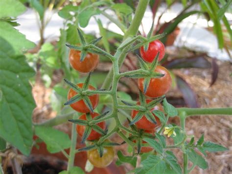 Tomato Growing Season In South Florida Cromalinsupport