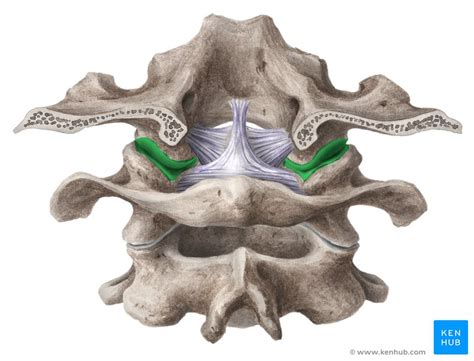 Atlanto Occipital Joint Bones Ligaments Movements Kenhub