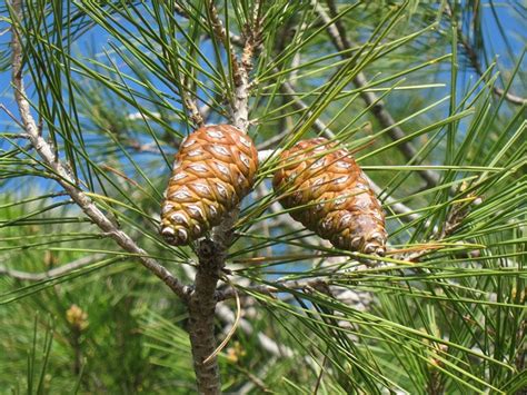 Pin Pinus Le Peuple DÀ Côté