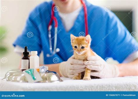 Vet With Cat Kitten At Veterinarian Doctor Stock Image Image Of