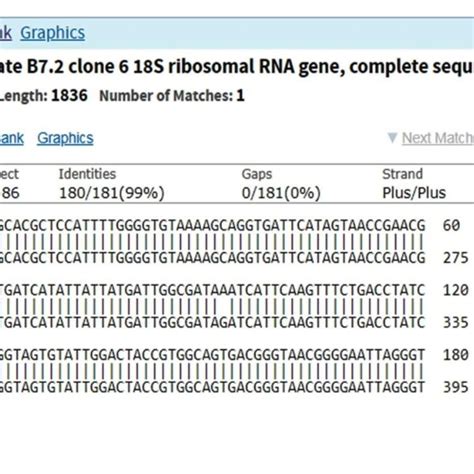 dna sequence alignment of 18s rrna gene in isolated s hominis like download scientific diagram