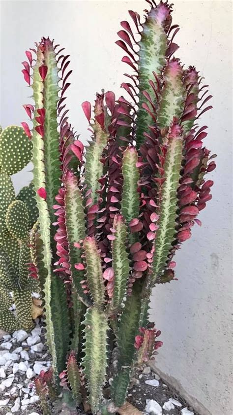 Check spelling or type a new query. Euphorbia trigona "Rubra" | Cactus, Cactus plants, Euphorbia