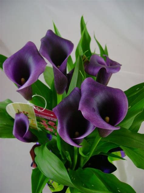 A Gorgeous Deep Purple Calla Lily Flowers Calla Lily Calla Lillies