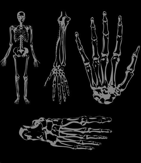 Image Of Skeleton Body Parts Creepyhalloweenimages