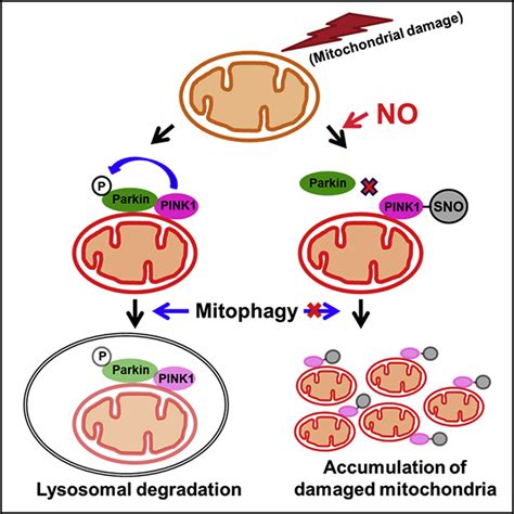 S Nitrosylation Of Pink1 Attenuates Pink1parkin Dependent Mitophagy In