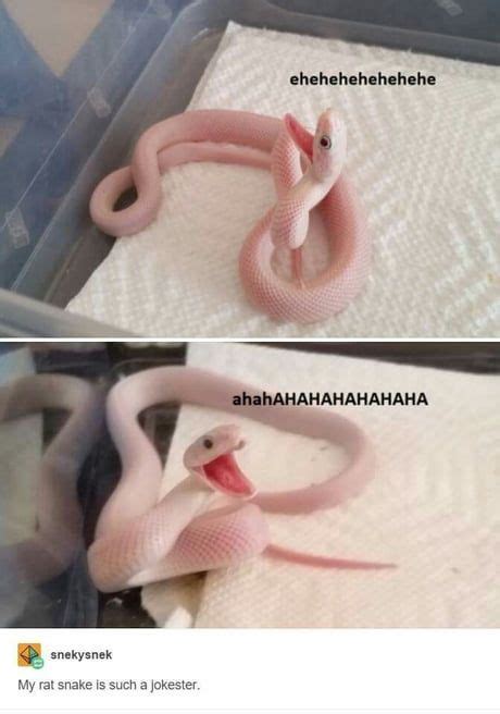 Laughing Snek Cute Reptiles Cute Snake Cute Animals