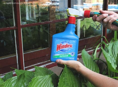 ¼ cup white distilled vinegar (apple cider vinegar will also work). Streak-Free Outdoor Cleaning - Jaime Costiglio