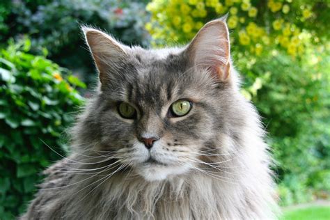 All About Maine Coons History Personality And Physical Traits Neater