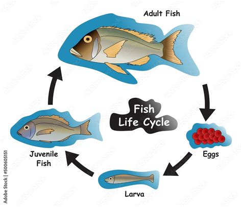 Fish Life Cycle Infographic Diagram Showing Royalty Free Stock Vector