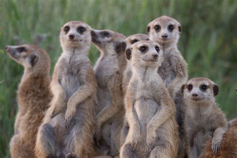 Uzh Fate Of Meerkats Tied To Seasonal Climate Effects
