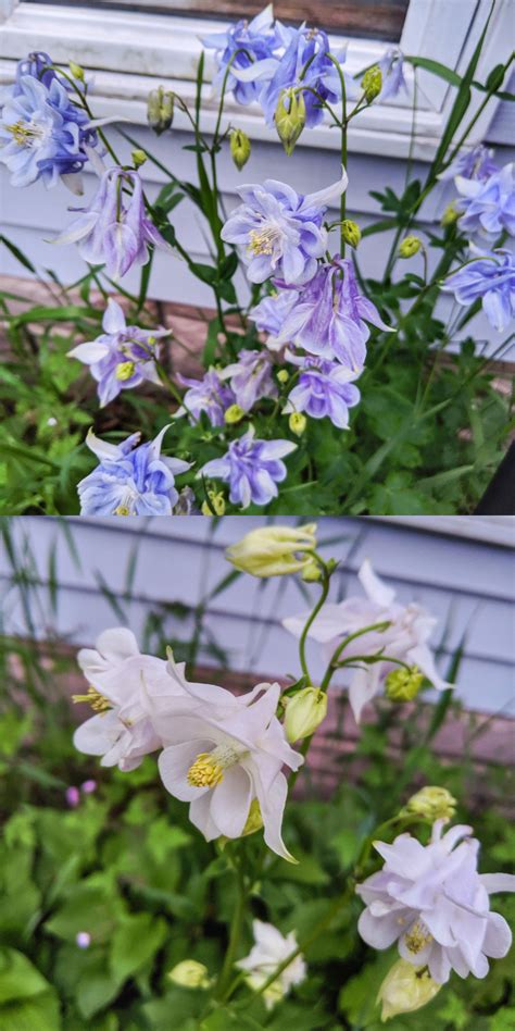 Michigan These Are Growing In My Front Perennial Flower Garden Ive