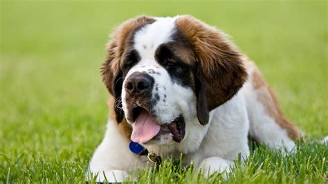 What Is The Best Breed Of Dog For Families F