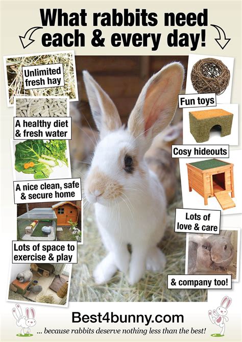 What Rabbits Need Each And Every Day Bunny Cages
