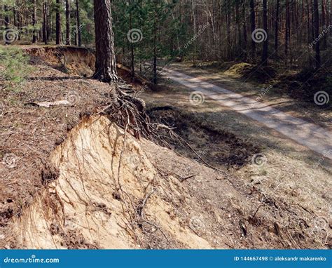 Soil Erosion In A Pine Forest On The Hills Stock Photo Image Of Hill