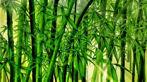 🥇 Abstract Backgrounds Bamboo Forests Wallpaper 86618